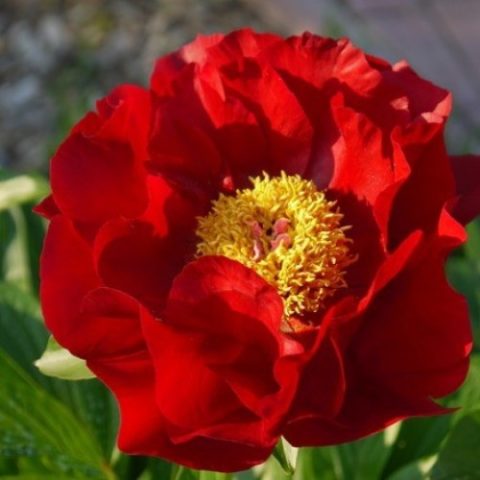 Red peonies: photos, the best varieties with names and descriptions