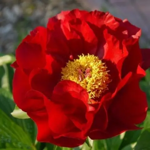 Red peonies: photos, the best varieties with names and descriptions