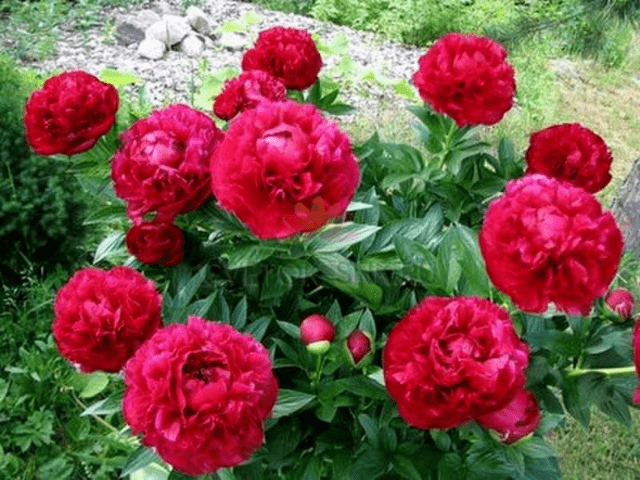 Red peonies: photos, the best varieties with names and descriptions