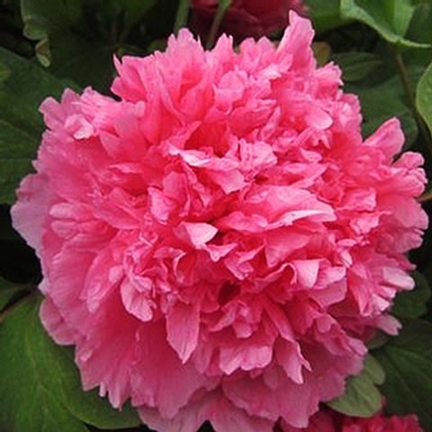 Red peonies: photos, the best varieties with names and descriptions