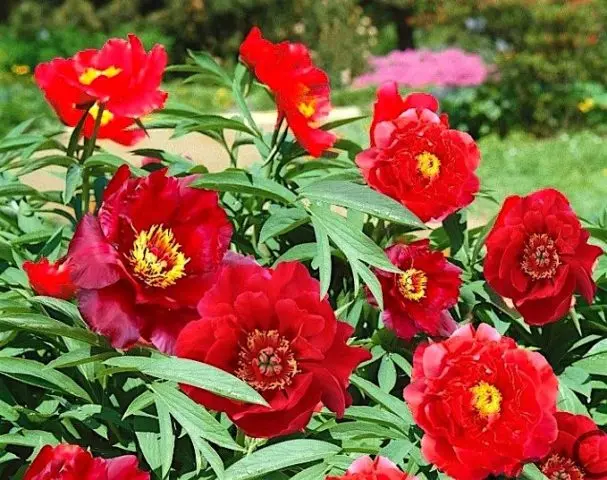 Red peonies: photos, the best varieties with names and descriptions