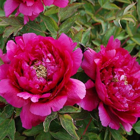 Red peonies: photos, the best varieties with names and descriptions