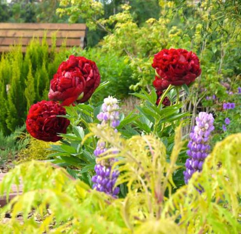 Red peonies: photos, the best varieties with names and descriptions