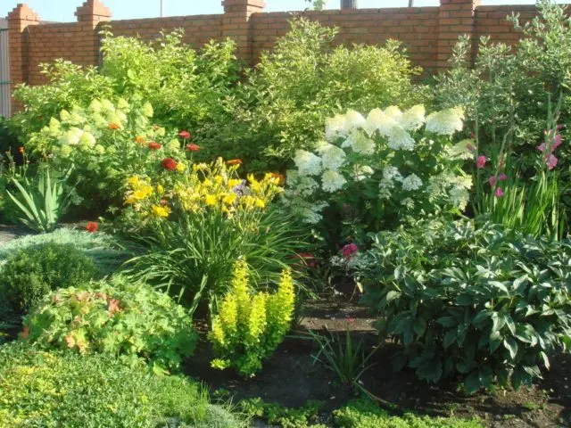 Red peonies: photos, the best varieties with names and descriptions