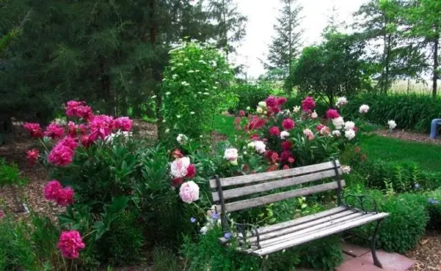 Red peonies: photos, the best varieties with names and descriptions