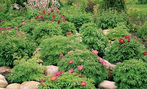 Red peonies: photos, the best varieties with names and descriptions