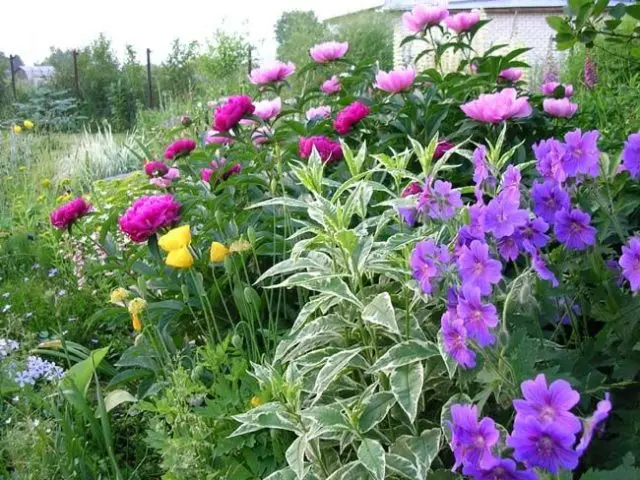 Red peonies: photos, the best varieties with names and descriptions