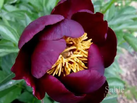 Red peonies: photos, the best varieties with names and descriptions