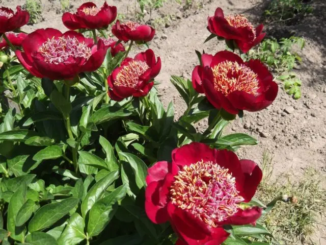 Red peonies: photos, the best varieties with names and descriptions