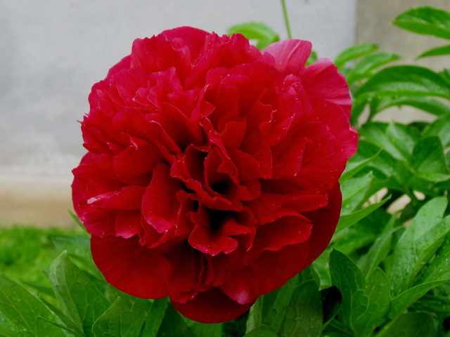 Red peonies: photos, the best varieties with names and descriptions