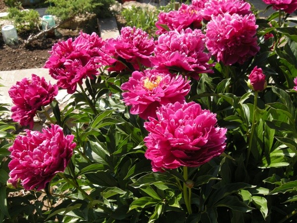 Red peonies: photos, the best varieties with names and descriptions