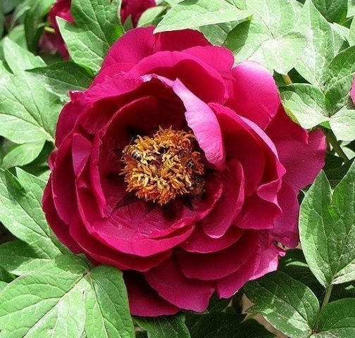 Red peonies: photos, the best varieties with names and descriptions