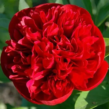 Red peonies: photos, the best varieties with names and descriptions