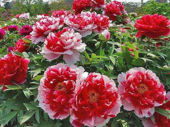 Red peonies: photos, the best varieties with names and descriptions