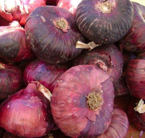 Red (purple) onion: health benefits and harms for women and men, composition