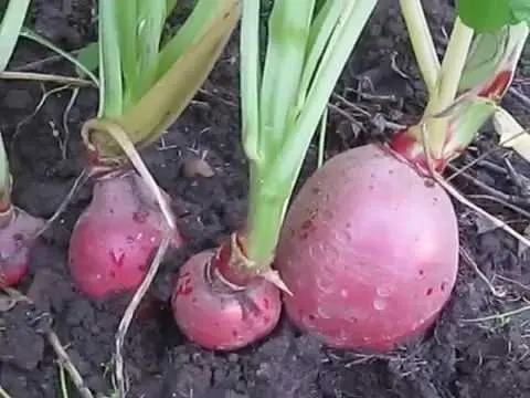 Red radish: cultivation features, care and yield