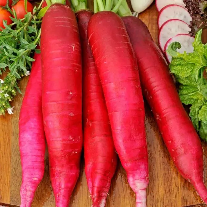 Red radish: cultivation features, care and yield