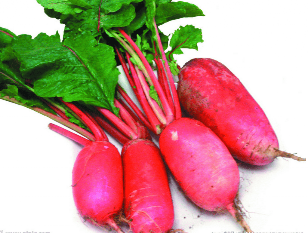 Red radish: cultivation features, care and yield