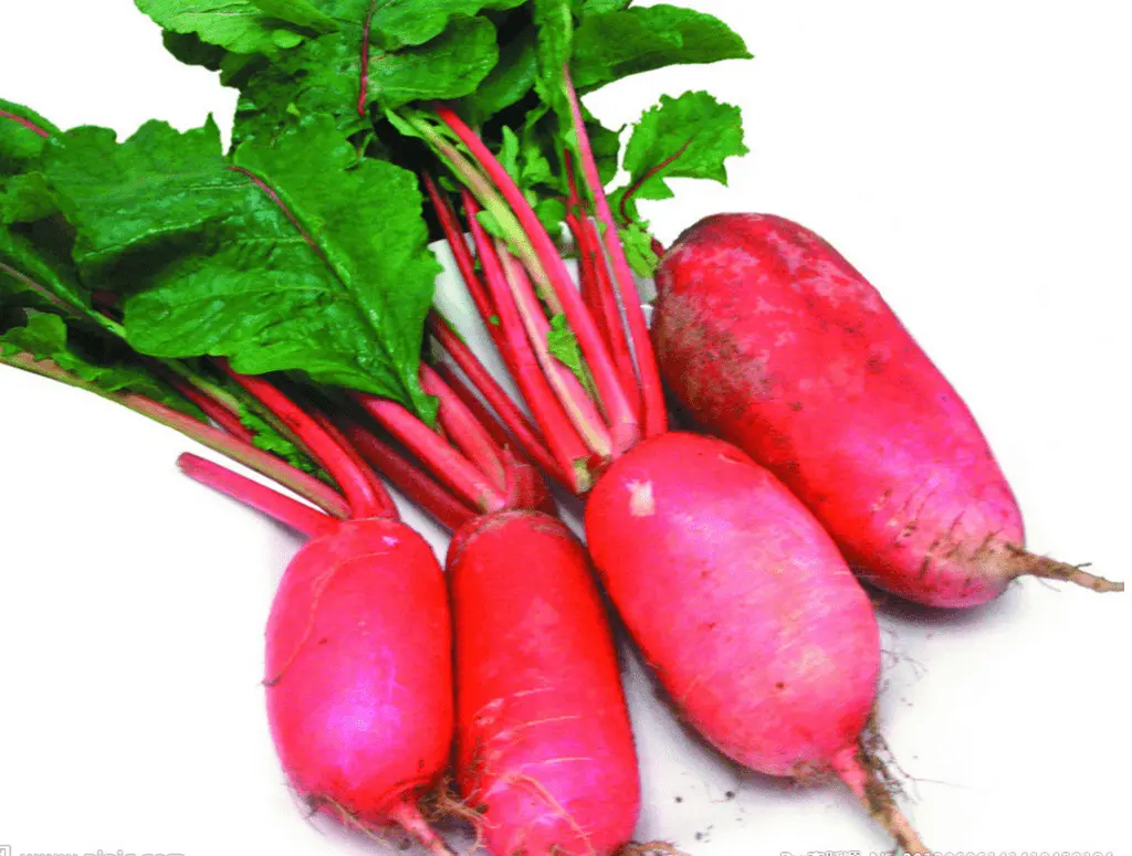 Red radish: cultivation features, care and yield