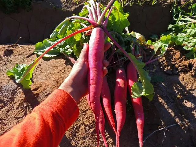 Red radish: cultivation features, care and yield