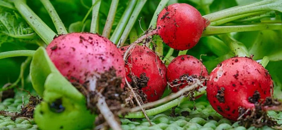 Red radish: cultivation features, care and yield