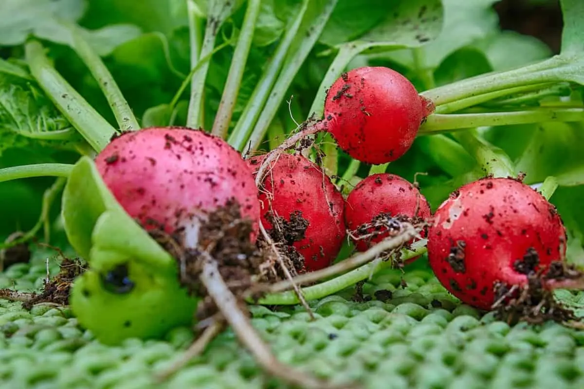 Red radish: cultivation features, care and yield