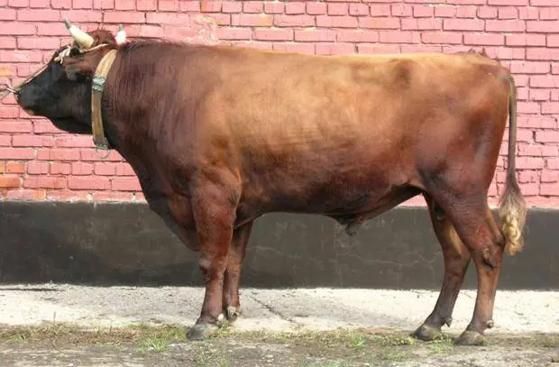 Red steppe cow: photo