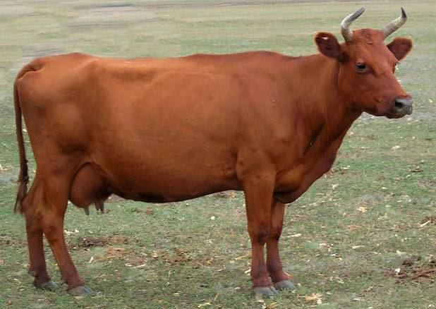 Red steppe cow: photo