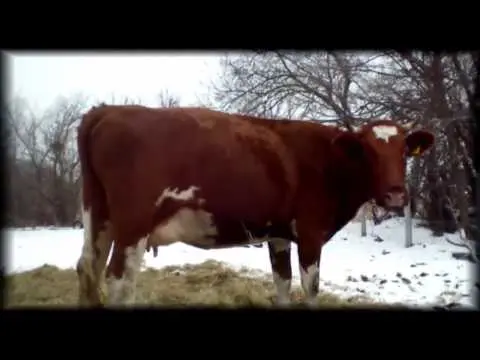 Red steppe cow: photo