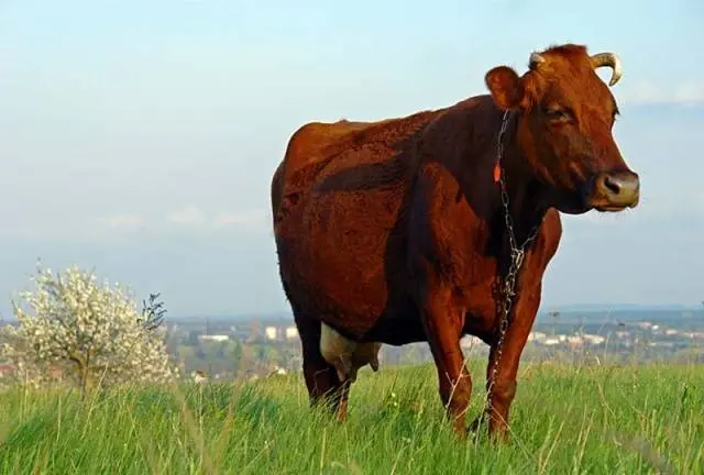 Red steppe cow: photo