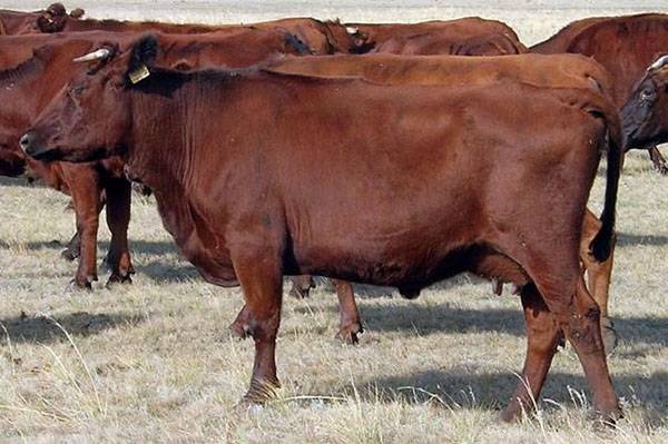 Red steppe cow: photo