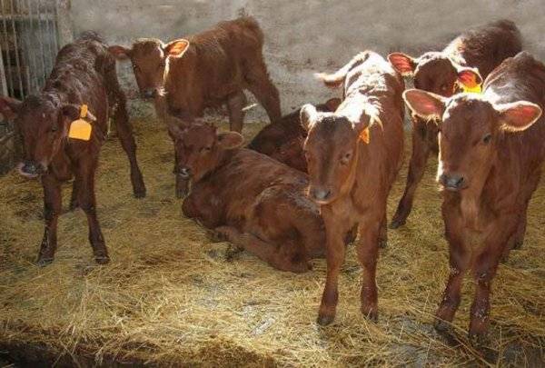 Red steppe cow: photo