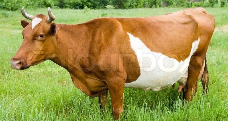 Red steppe cow: photo