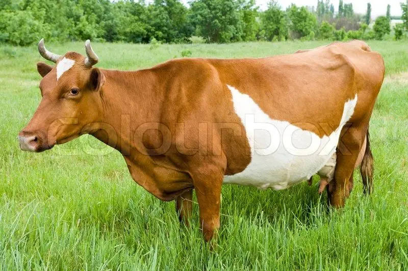 Red steppe cow: photo