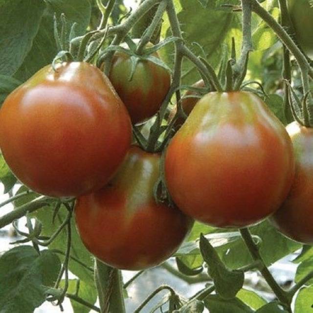 Red Truffle Tomato: reviews + photos