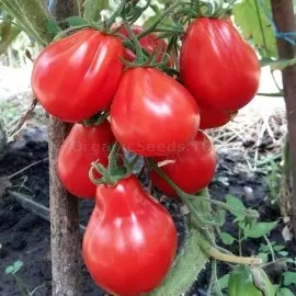 Red Truffle Tomato: reviews + photos