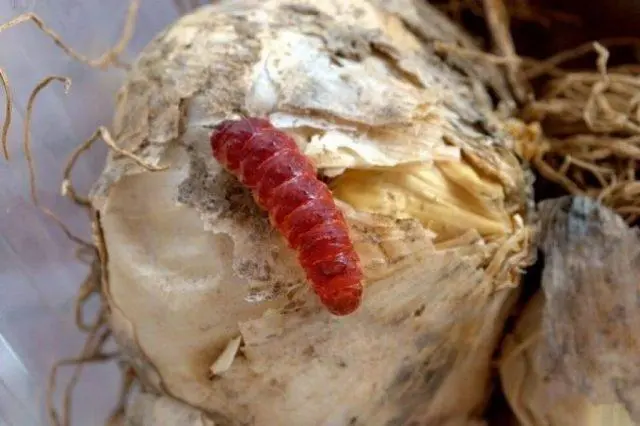 Red worm in garlic: what is it, how to get rid of it