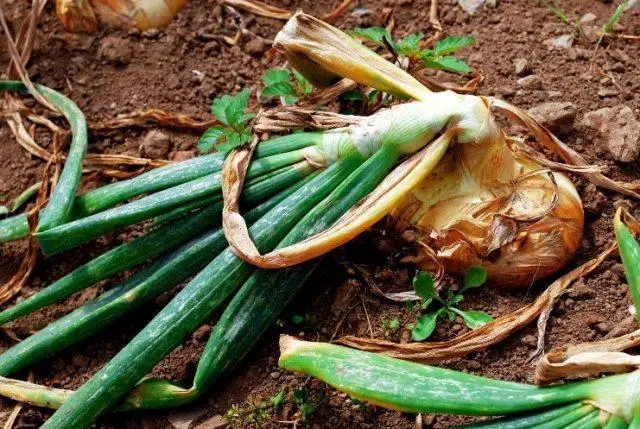 Red worm in garlic: what is it, how to get rid of it