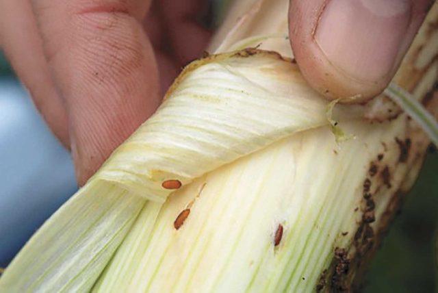 Red worm in garlic: what is it, how to get rid of it