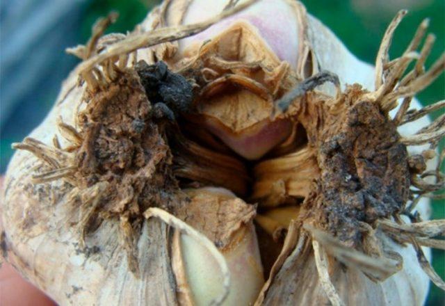 Red worm in garlic: what is it, how to get rid of it