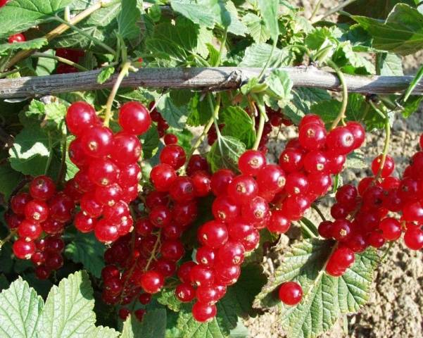 Redcurrant