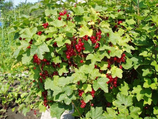 Redcurrant