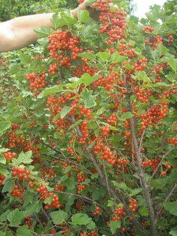 Redcurrant