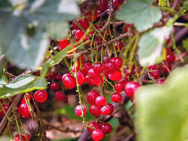 Redcurrant