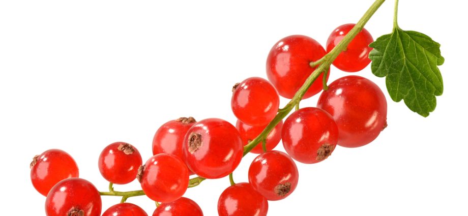 Redcurrant