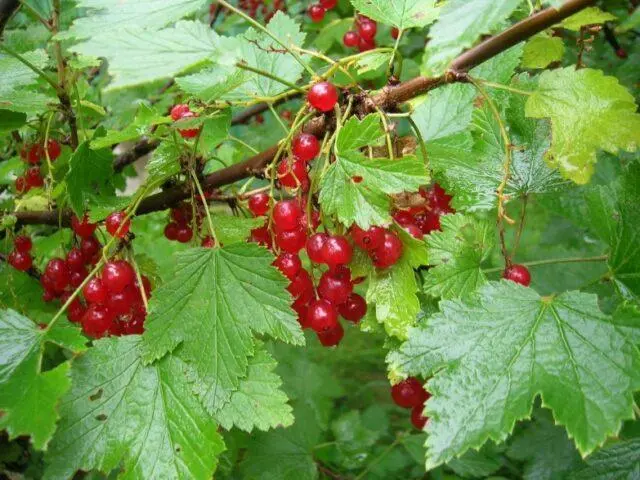 Redcurrant Alpha: description, planting and care