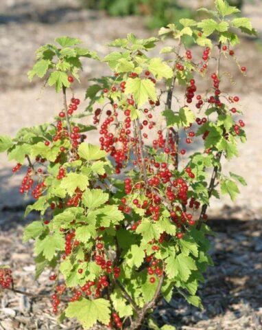 Redcurrant Alpha: description, planting and care