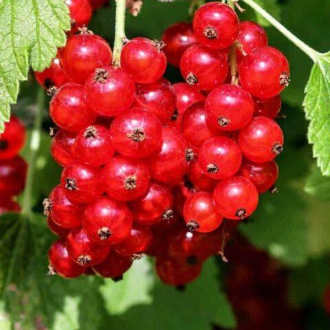 Redcurrant Alpha: description, planting and care