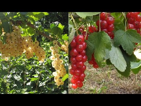 Redcurrant Alpha: description, planting and care