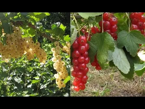 Redcurrant Alpha: description, planting and care